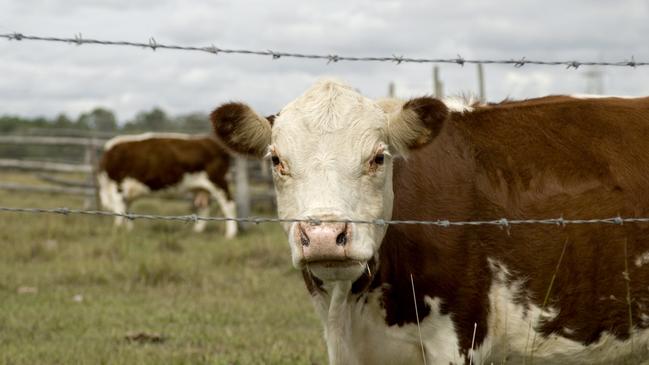 A barbed-wire ban would make it almost impossible to run cattle in large parts of Australia.