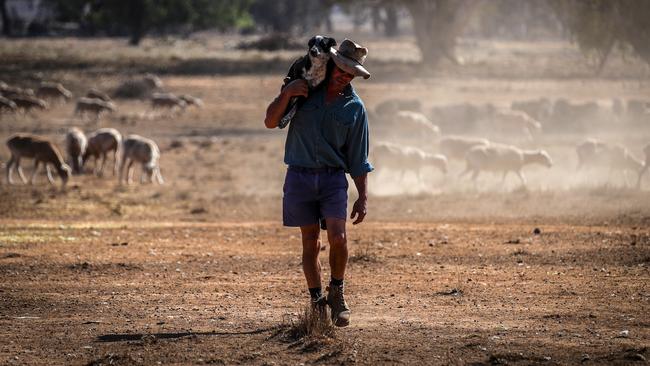 Australian farmer Richard Gillham carries his tired dog on his shoulder after feeding his sheep in Boggabri, in northwestern NSW.