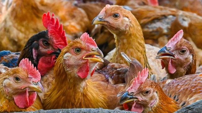 Pacific Equity Partners is already very familiar with the poultry product sector. Picture: AFP