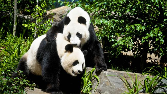 Adelaide Zoo’s giant pandas Wang Wang and Fu Ni are the only giant pandas living in the southern hemisphere.