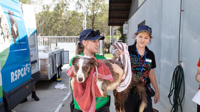 RSPCA officers raid a so-called animal rescue farm. Picture: RSPCA/Facebook