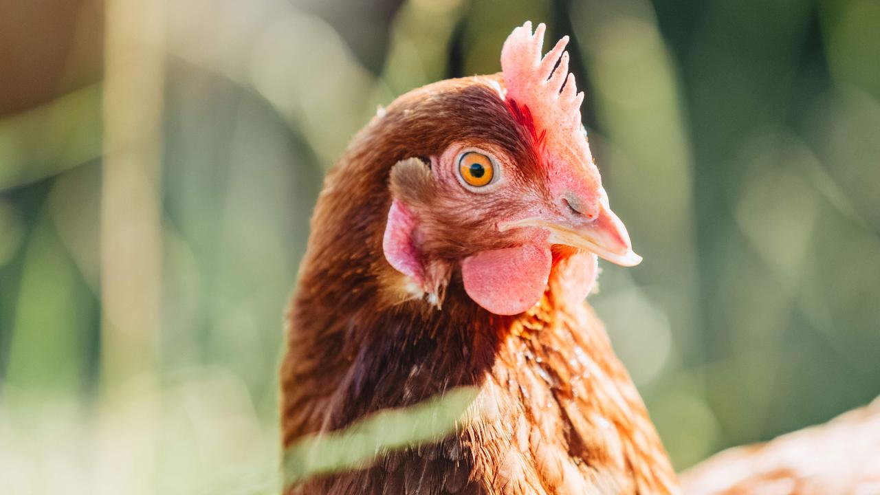 Bird flu Australia free of high pathogenic avian influenza after