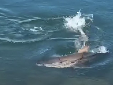 A grab from a video of a shark at Wirrina Cove, SA. Picture: Southern fishing charters - https://www.facebook.com/share/v/1BQzfLFeWB/