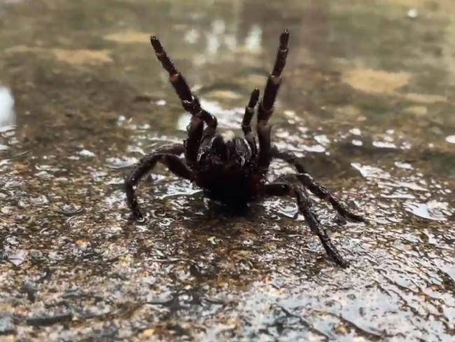 The wet weather will force many of the spiders out as they look for dry areas. Picture: Australian Reptile Park