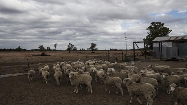 The Budget announcements bring the Federal Government’s total drought assistance package to $6 billion. Picture: Dylan Robinson