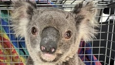 The new wildlife hospital and care facility is envisaged as the first port of call for injured wildlife, including koalas, in the Central Queensland area. Pic supplied