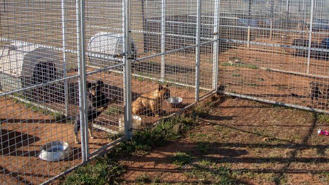 Investigators uncovered an unlicensed ‘puppy farm’ on the property.