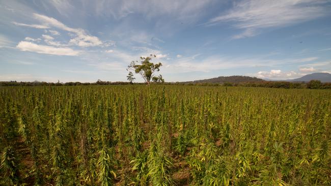 The Territory Legislative Assembly officially has passed the Hemp Industry Bill, paving the way for NT farmers to start planting as early as next year’s Dry season