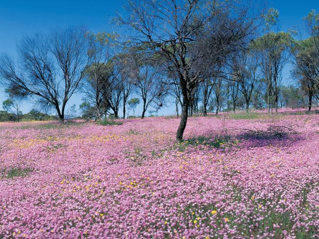 Girl in field of pink everlasting wildflowers, located near Three Springs