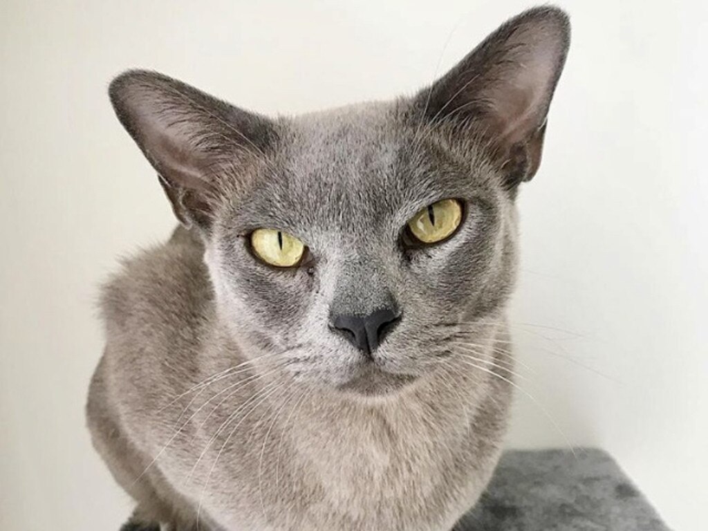 37: Hello I’m Levi — Levi like blue jeans &amp; I’m a cool Burmese Blue nearly 3 and I’m the man. Cool Katz love us on insta @saphiecatbyronbay with over 7k followers but we follow 9, Puma, Jaguar, The Cat Empire if you understand a little tongue in cheek coolness .. So basically how could you not slot me in the 100. I’m one cool Kat. Piers Booth