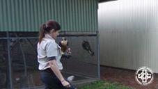 Injured Falcons Tuck Into a Big Feed. Credit - Facebook/Currumbin Wildlife Sanctuary via Storyful