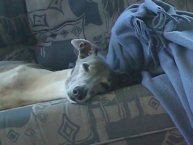 TITO: Tito the elderly whippet from Miami is a bit of a couch potato, snoozing the day away.