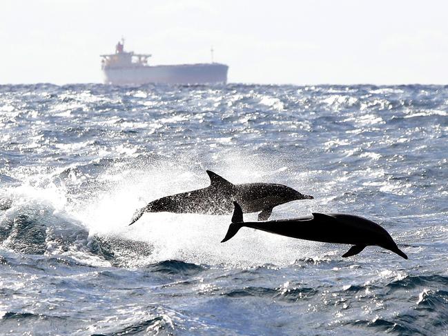 Two Dolphins in full flight behind the trawler. Picture by Peter Lorimer.