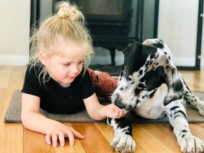 Great Dane puppy Bambi with Jax, left, has been getting trained by Taylor Wheeler and Pink Paws. Picture: Supplied