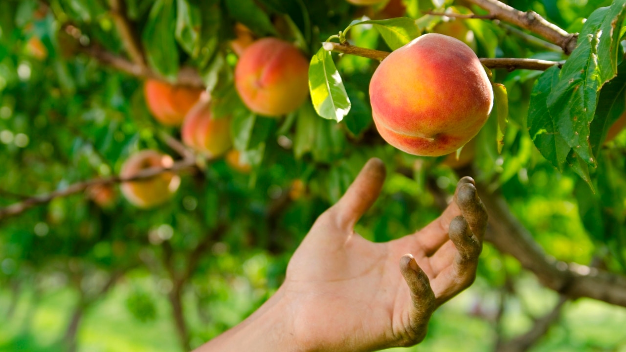 Government offering incentives to Australians to assist on farms amid labour shortage