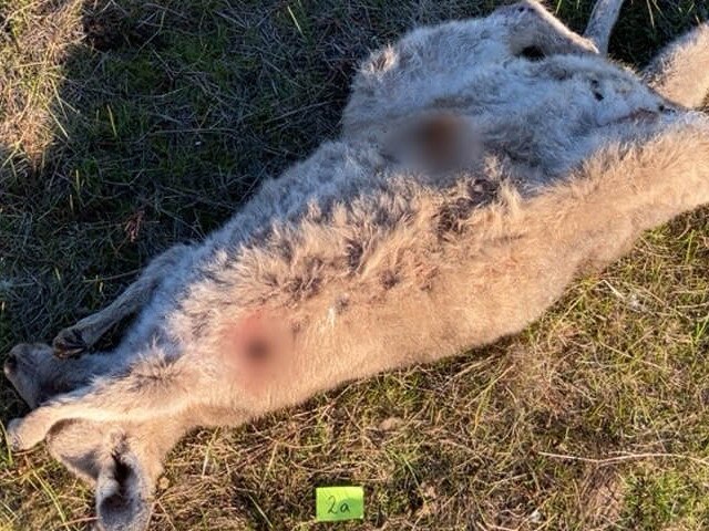 The kangaroos were found with fatal gunshot wounds and other traumatic injuries across about 190 hectares of land. Picture: Crime Stoppers Victoria.