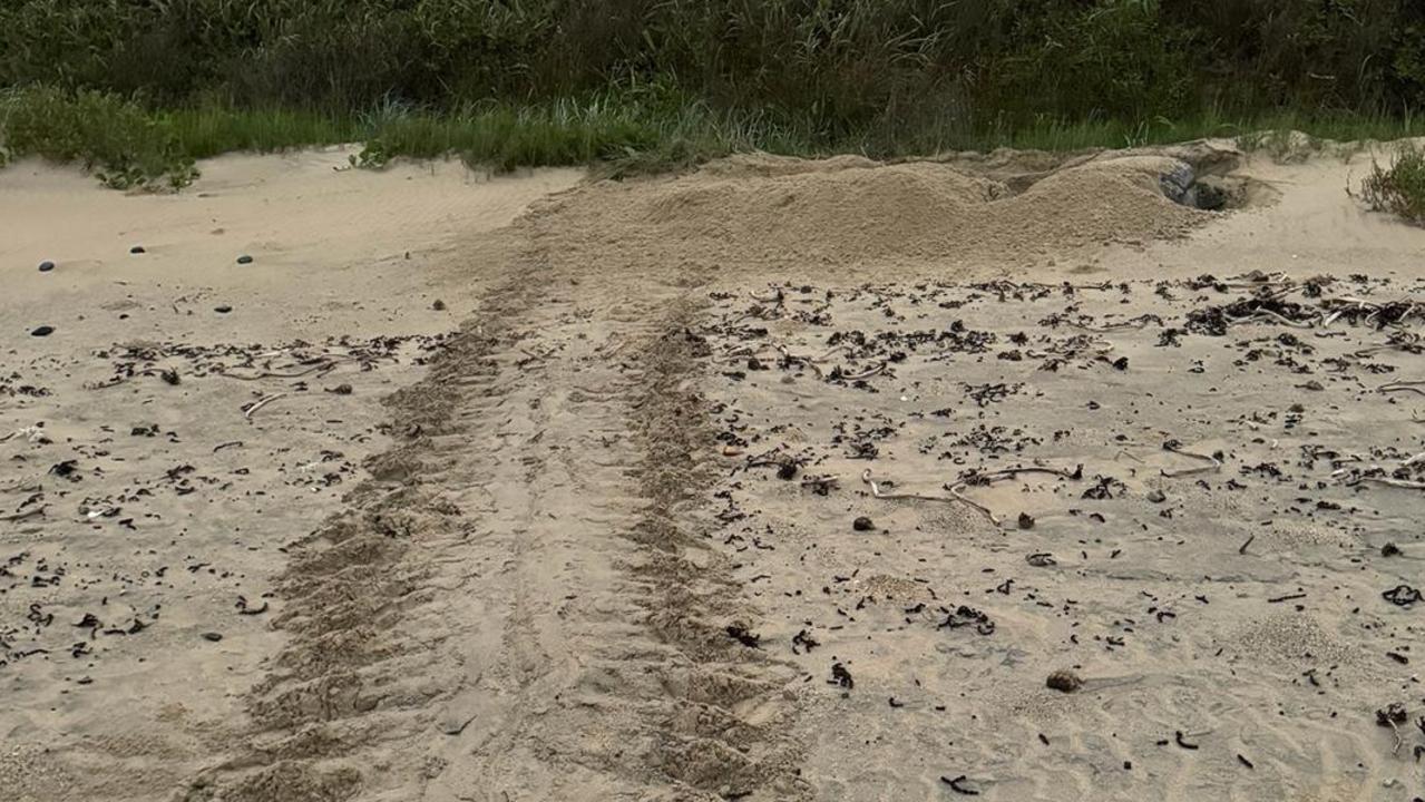 Green Sea Turtle Nest At Corindi Near Coffs Harbour Washed Away In 