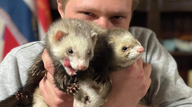 Josh Cummings with his pet ferrets Otto, Octavia and Lexie. Picture: Supplied