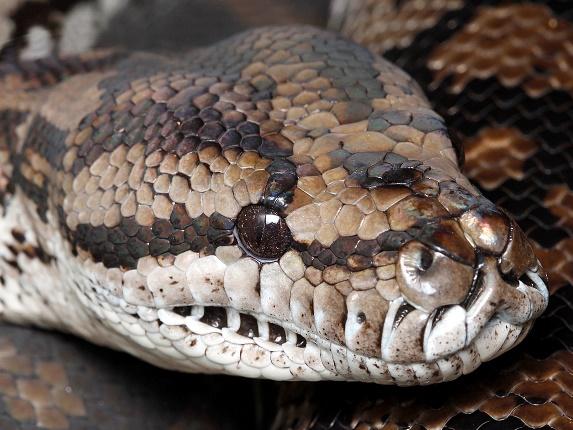 Carpet baggers: Two beheaded carpet pythons. harmless and endangered snakes, were found in the Gunbower Forest. Picture: NCCMA.