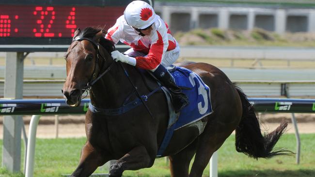 Maurus is likely to start favourite in the Ipswich Cup. Picture: Grant Peters, Trackside Photography