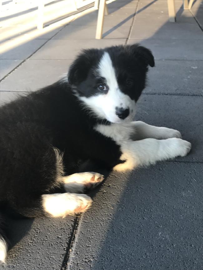 Day of Dogs 2018: Ruby as a puppy.