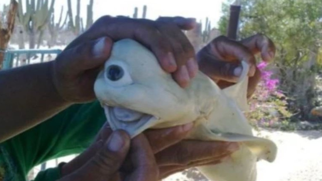 One Eyed Cyclops Baby Shark Discovered By Fishermen In Indonesia News Com Au Australia S Leading News Site