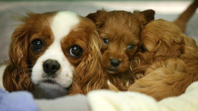 Following the successful execution of a warrant on an intensive dog breeding facility in Northern Victoria yesterday, RSPCA Victoria is, for the first time, opening its doors to a very small number of journalists and photographers to give a first-hand account of the operation, meet some of the dogs and the team that will now be responsible for their welfare and rehabilitation whilst in our care.Cavalier King Charles with her puppies that have been quarantined at the RSPCA in East Burwood. Picture Norm Oorloff