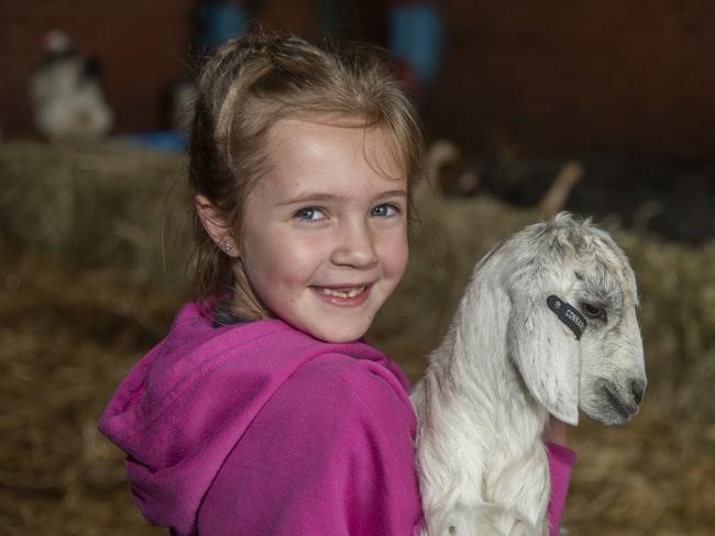 Amelia Gledhill at the petting zoo at the Mildura Show 2024. Picture: Noel Fisher