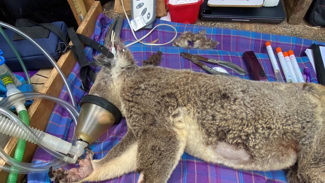 The UQ Koala Ecology team spent time to identify the health status of each koala then provided treatment. Picture: Supplied