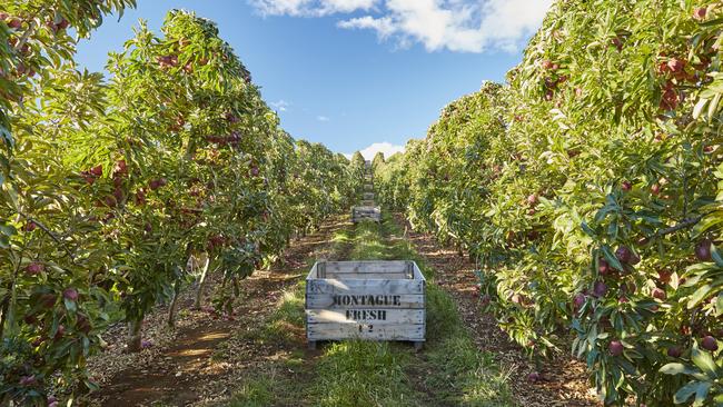 The Orchard at Montague takes farm to fork to the next level.