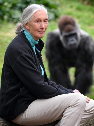 Famous primate expert Jane Goodall’s work continues in Victoria | The ...