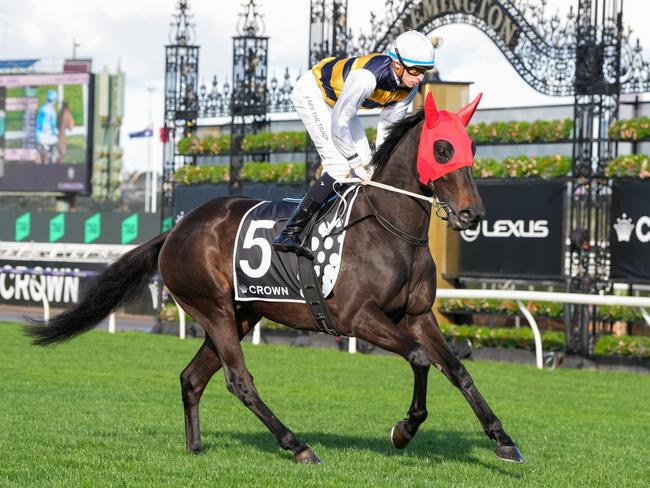 Warmonger (NZ) on the way to the barriers prior to the running of  the Crown Makybe Diva Stakes at Flemington Racecourse on September 14, 2024 in Flemington, Australia. (Photo by George Sal/Racing Photos via Getty Images)