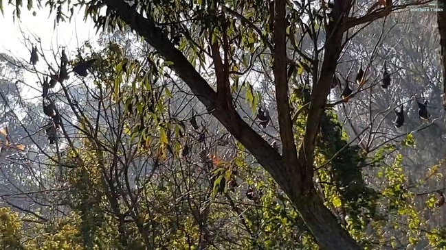 Hunters Hill reserve plagued with noisy flying foxes