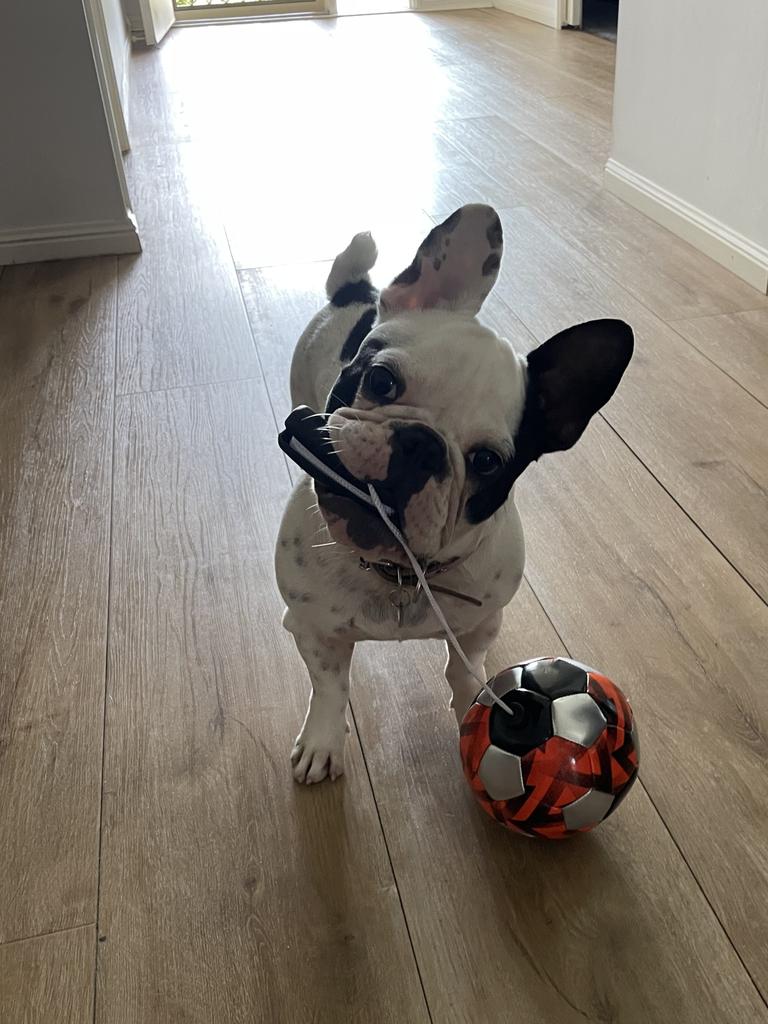 Minnie Pryer – Minnie is a 1-year-old female french bulldog who is more human than dog! She has the cutest ears with one full black and one white with black spots. Minnie is cheeky, loves to play in the mud and her fav game is to drag her soccer trainer around.