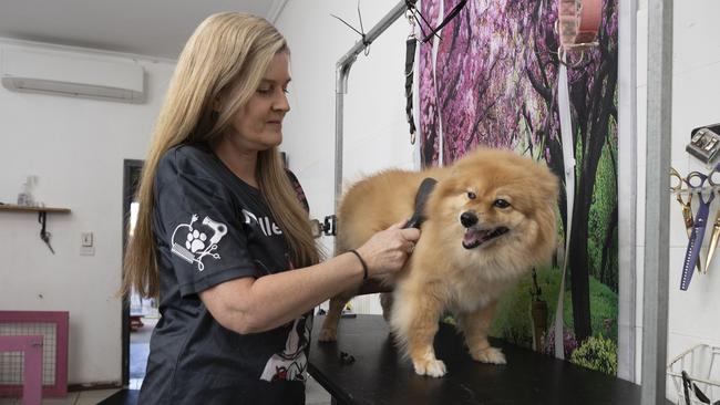 Coco receiving a much-needed trim from Ms O’Dwyer. 8th May 2025 Picture: Brett Hartwig
