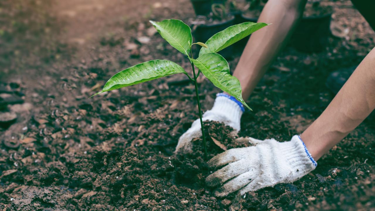 Why I joined a secret society of guerilla gardeners