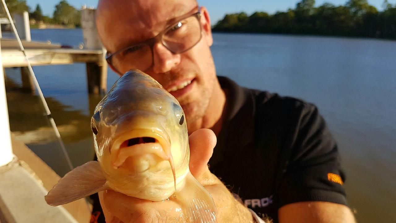 Carp disease shows up in area lakes as researchers look for ways virus  could control the invasive fish - Alexandria Echo Press