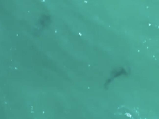 A surf lifesaver has described the frantic moments after he noticed 15 sharks approach swimmers at a popular Sydney beach on Wednesday.