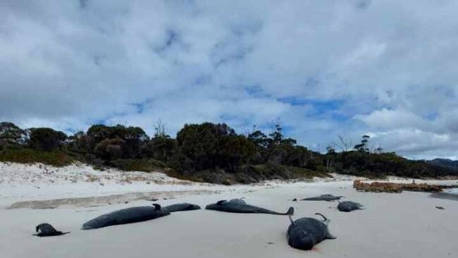 Thirty-four pilot whales were found dead stranded on Bryans Beach on the Freycinet Peninsula. Picture: NRE Tas