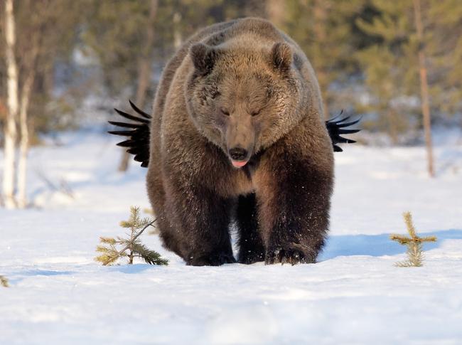 A bold raven pokes the bear in Kuhmo, Finland. Picture: Esa Ringbom/Barcroft Images