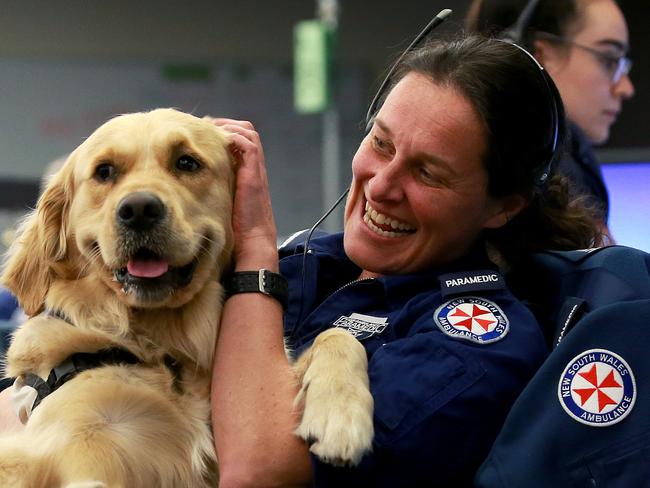 ***WARNING - SUNDAY TELEGRAPH SPECIAL - SEE JEFF DARMANIN BEFORE USE*** Therapy dogs have been visiting the NSW Ambulance call centre in Alexandria to help reduce the stress levels of Triple 0 operators and dispatchers after dealing with stressful calls and situations on a daily basis. Dispatcher Camille O'Dea is over-joyed to see Honey the Golden Retriever from Paws Pet Therapy.  Picture: Toby Zerna