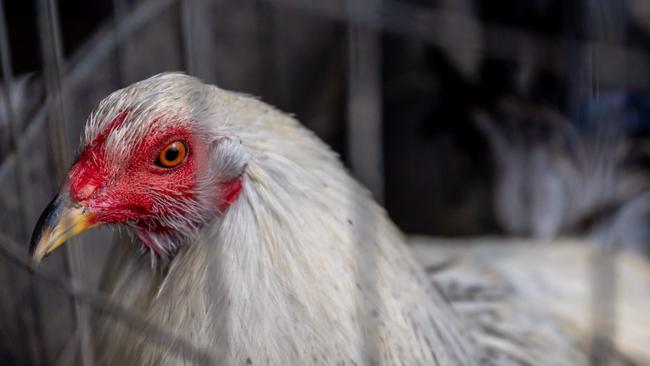 Bird flu is spreading among poultry around the world. (Photo by Brandon Bell / GETTY IMAGES NORTH AMERICA / Getty Images via AFP)