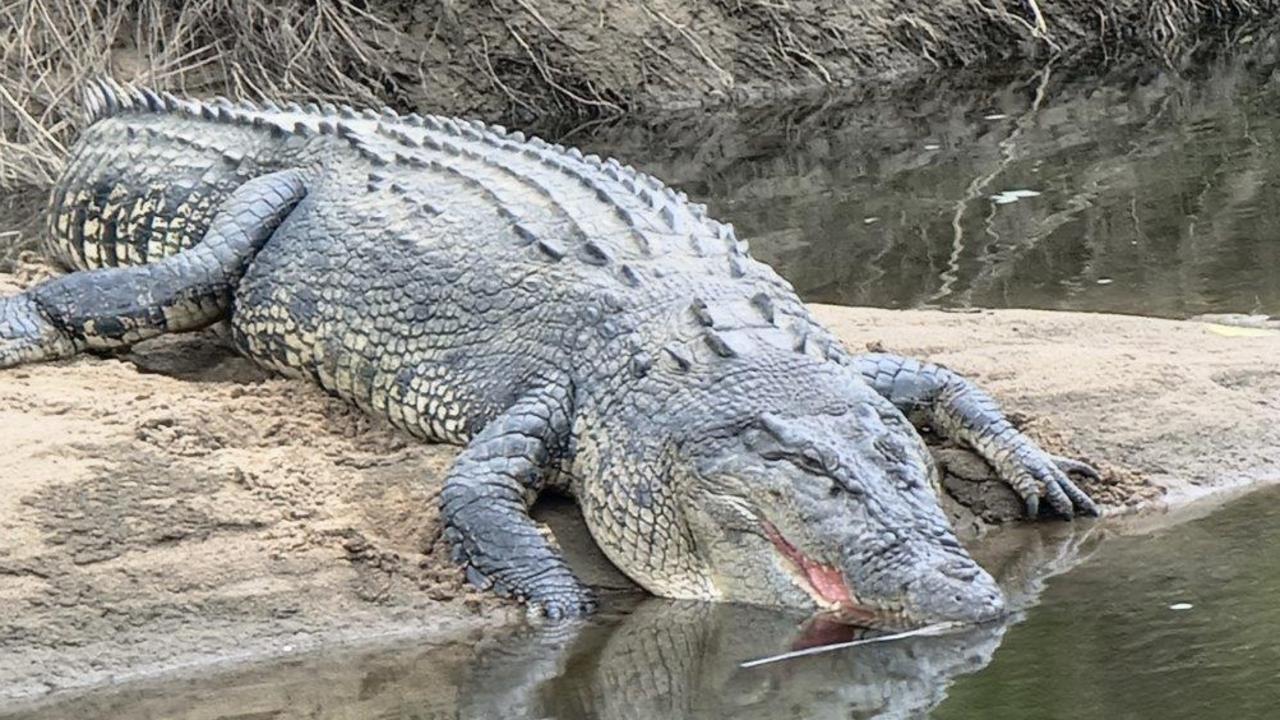 Babinda croc: Warning issued about Russell River saltie | The Cairns Post