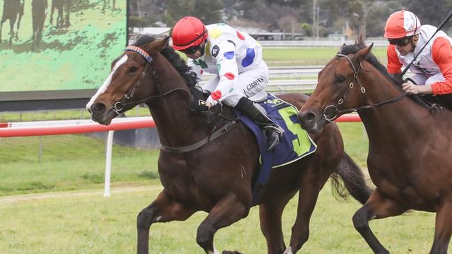 Bertie looks well placed to start the year off on a winning note at Port Macquarie. Picture: Bradley Photos