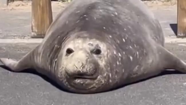 A seal delighted beachgoers on Friday afternoon at Point Lonsdale. Picture: Instagram/@jacquifelgate