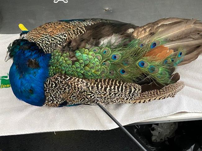 The peacock was unable to be saved. Picture: RSPCA