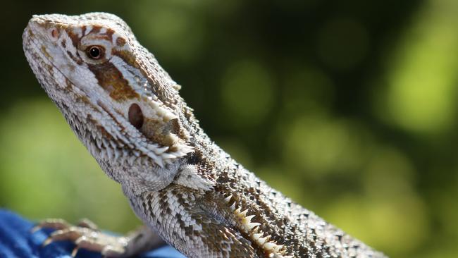 Macarthur Herpetological Society members say reptiles such as bearded dragons (pictures) have become popular pets. Picture: Ian Svegovic