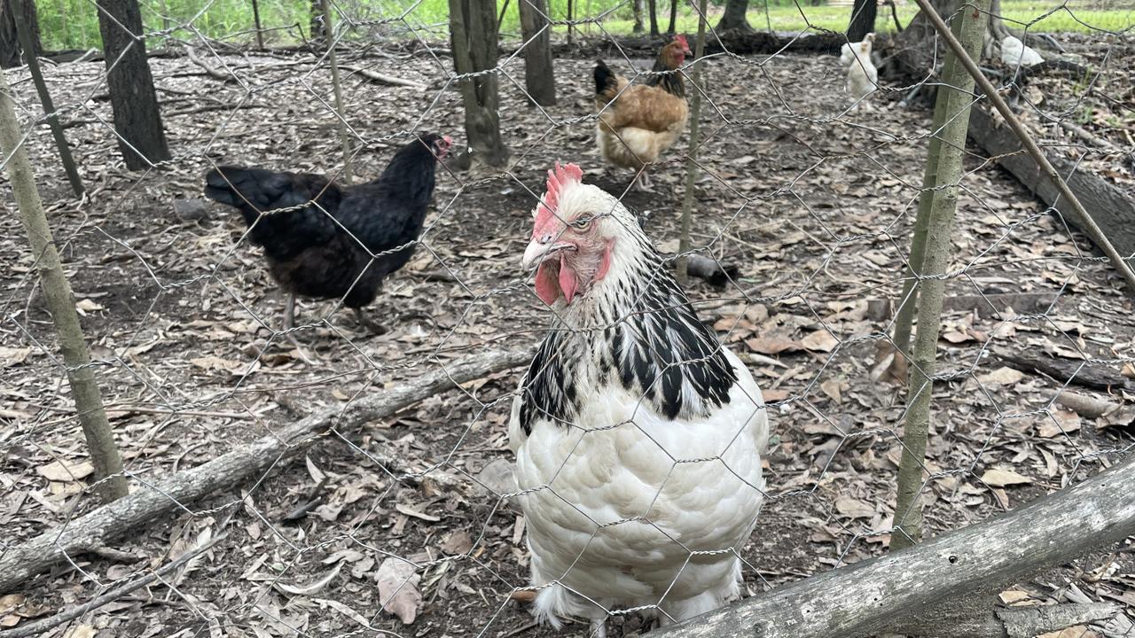 One of Murray Koinas chickens in Kilkivan.