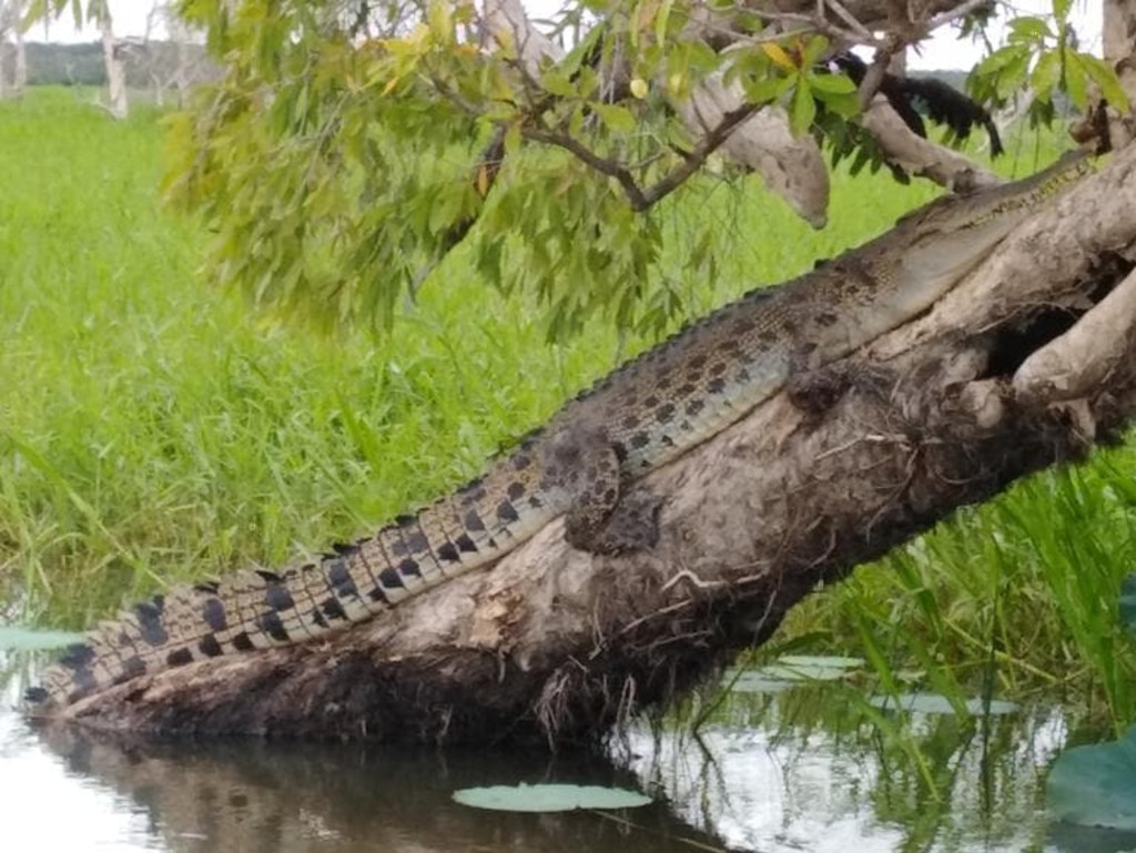 That's one monster of a croc.