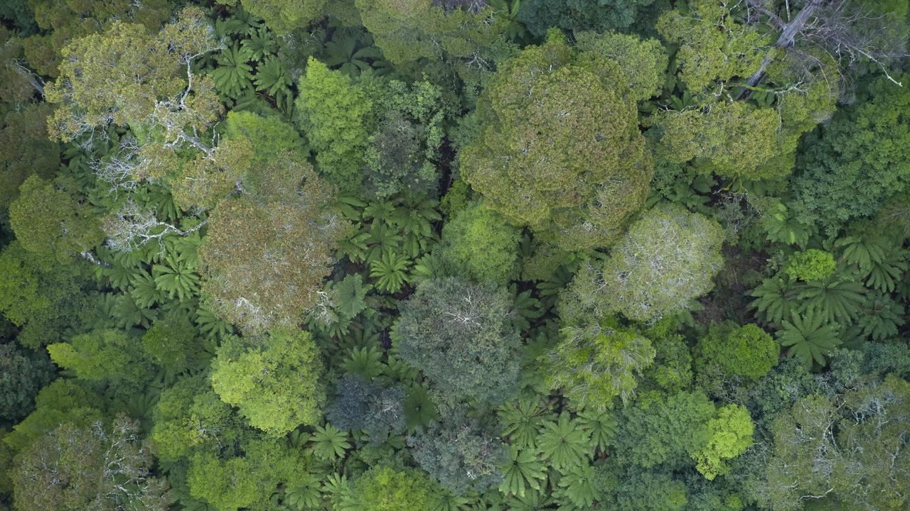 Forests at Blue Tier, in Tasmania's northeast, part of a 356,000ha protected under the 2012 